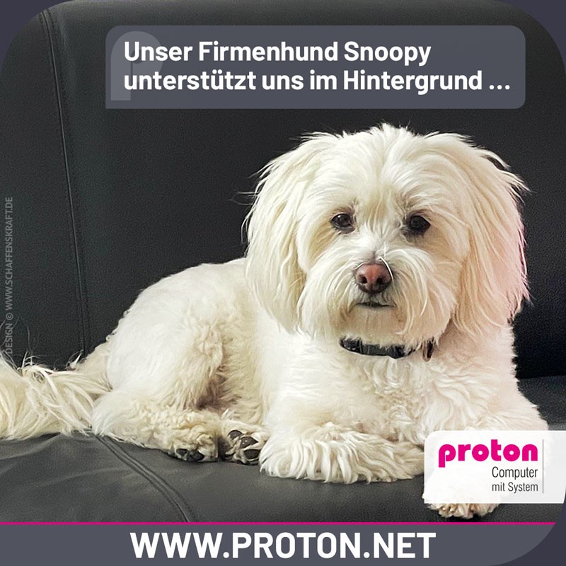 Unser Firmenhund Snoopy unterstützt uns im Hintergrund …